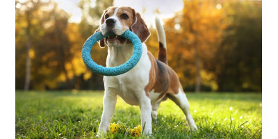 Juguetes para perros Juguetes para perros