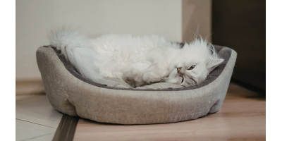 Descanso para gatos Descanso para gatos