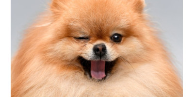 Perro Perro