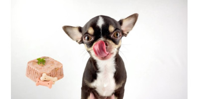 Alimento húmedo para perros Alimento húmedo para perros