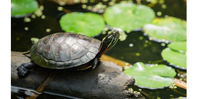 Tortugas