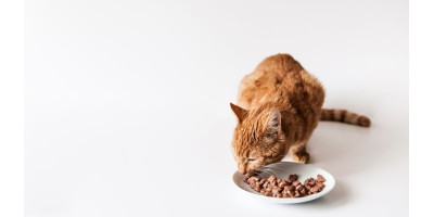 Alimento húmedo para gatos Alimento húmedo para gatos