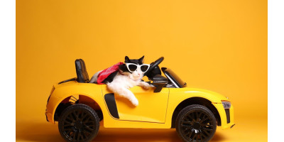 Viaje para gatos Viaje para gatos