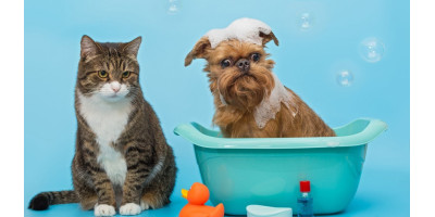 Higiene diaria gato
