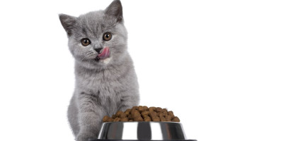 Snacks para gatos Snacks para gatos