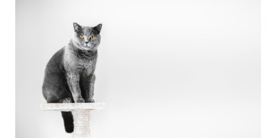 Rascadores para gatos