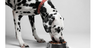 Pienso para perros