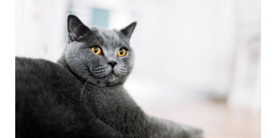 Gato Gato