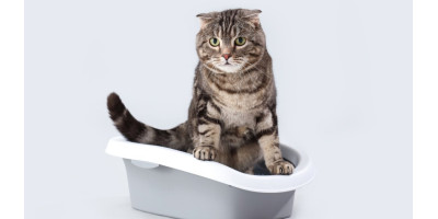 Areneros y arenas para gatos
