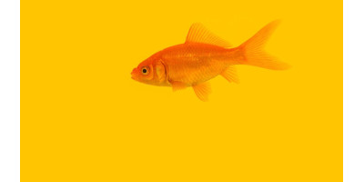 Peces Peces