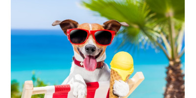Verano Verano