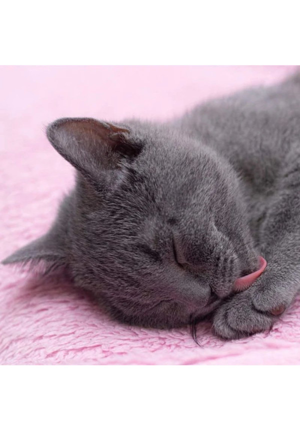 CROCI Toallitas de Gato Organic Mauve 40unid